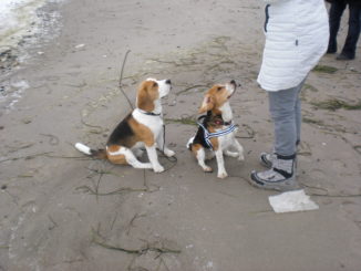 Beagles Paul und Emil an der Ostsee