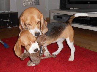 Beagles spielen