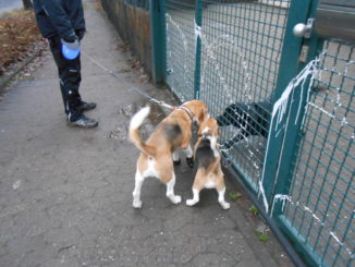 Beagle mit Hundeschuhen