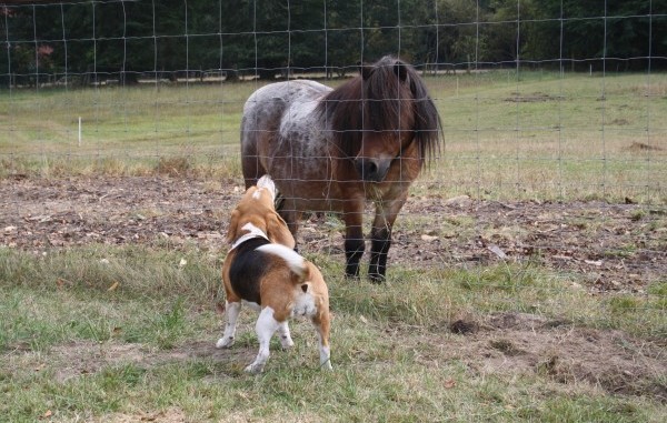 Beagle Odetta verbellt Pony Dalli