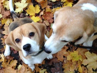 Beagles Beethoven und Indira im Laub