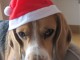 Beagle Paul Weihnachten