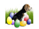 Beagle Paul wünscht frohe Ostern