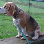 Beagle im PHV Kirchdorf
