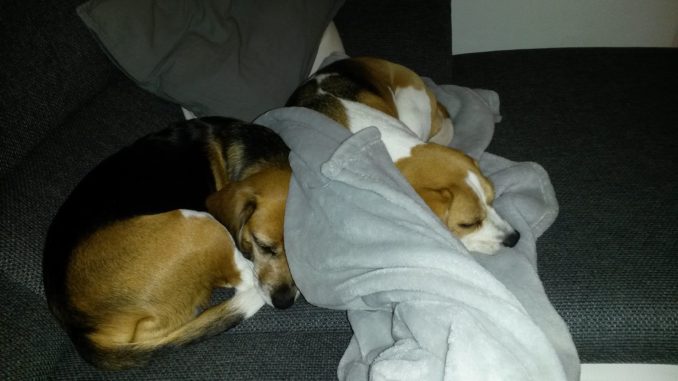 Beagles Lexy und Jara