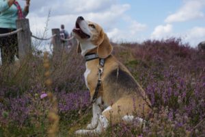 Beagle Indira in der Heide