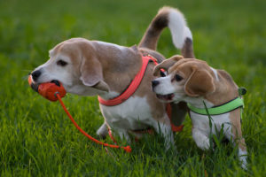 Beagles ringen um den Dummy