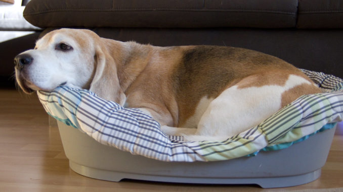 Beagle Beethoven testet DIY Hundekissen